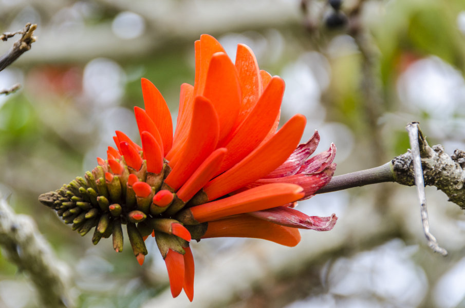 Flor del Ceibo - isla de Rapa Nui o Pascua - Chile